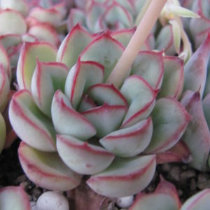 Echeveria pulidonis