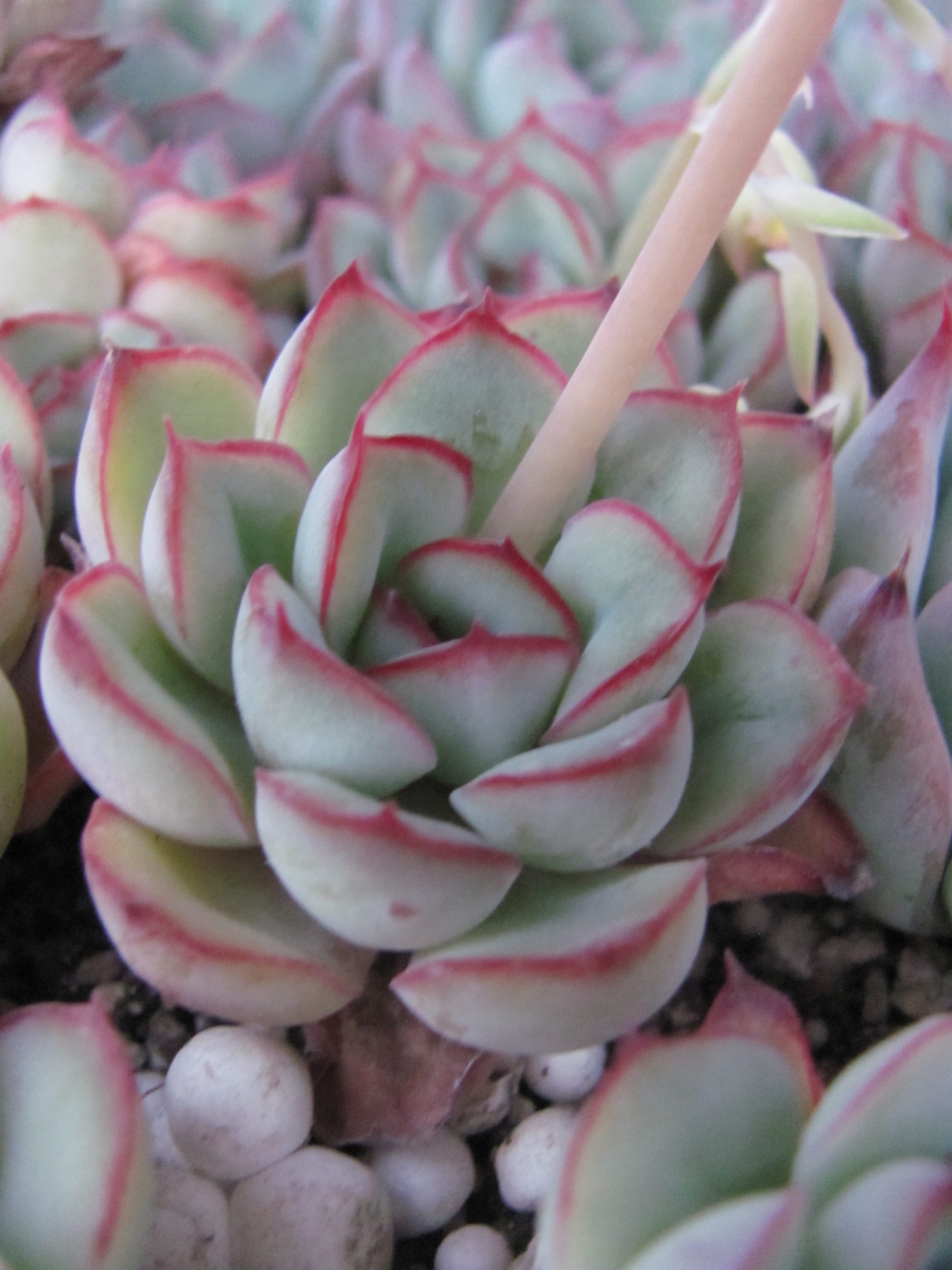 Echeveria pulidonis
