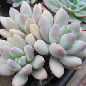 Pachyveria  Opalina
