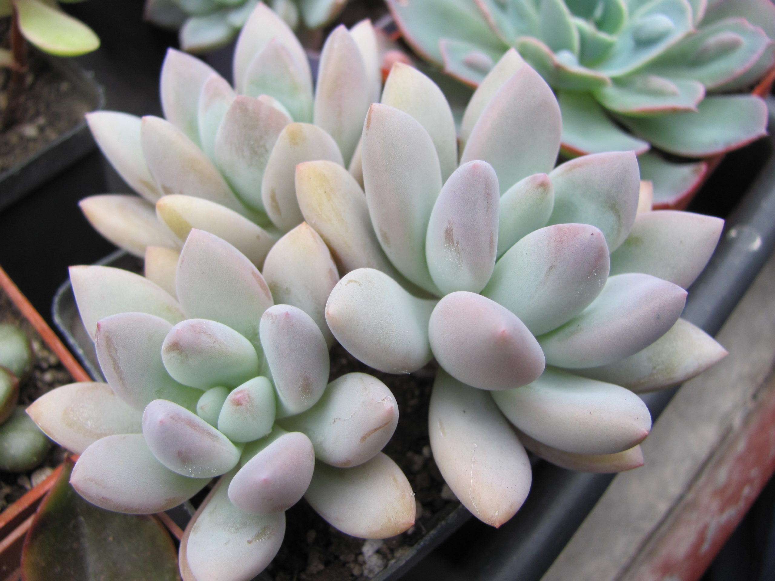 Pachyveria  Opalina