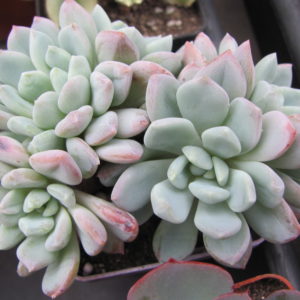 Echeveria glauca