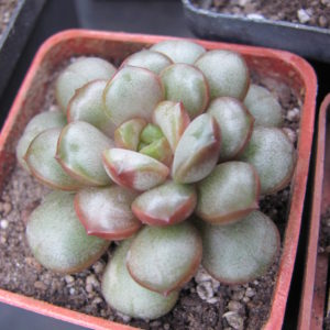 Echeveria amethorum