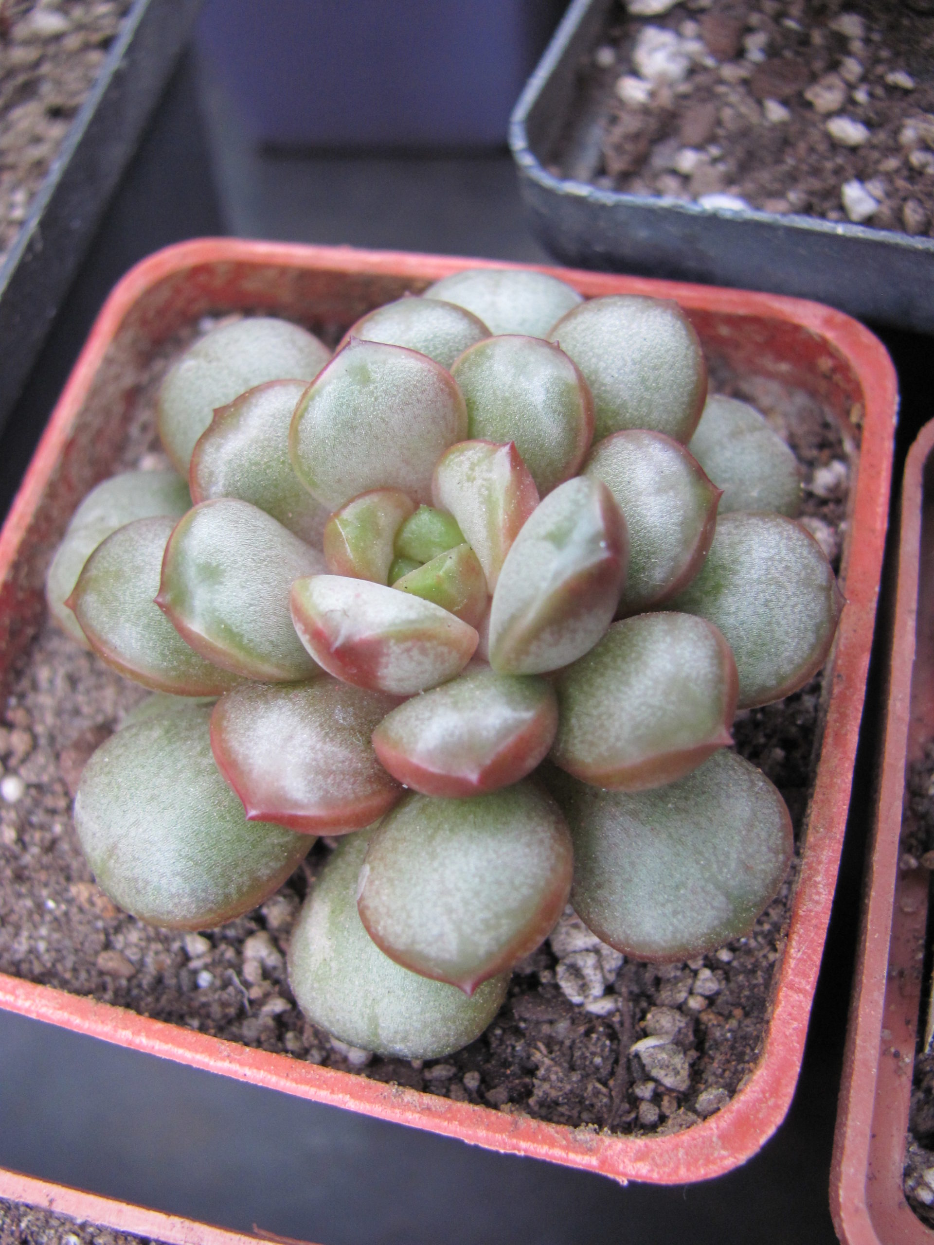 Echeveria amethorum