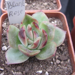 Echeveria Black Rose