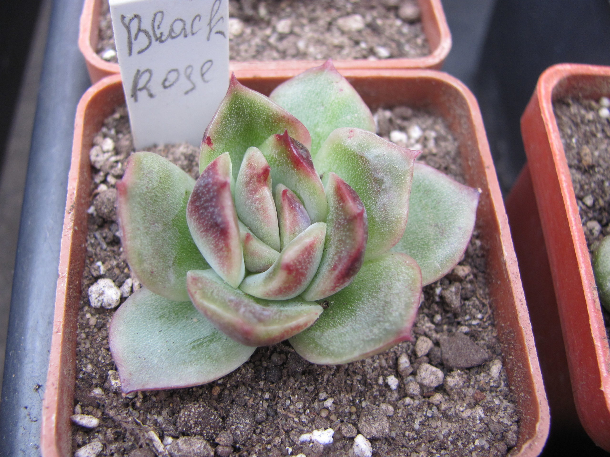 Echeveria Black Rose