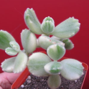 Cotyledon tomentosa variegata