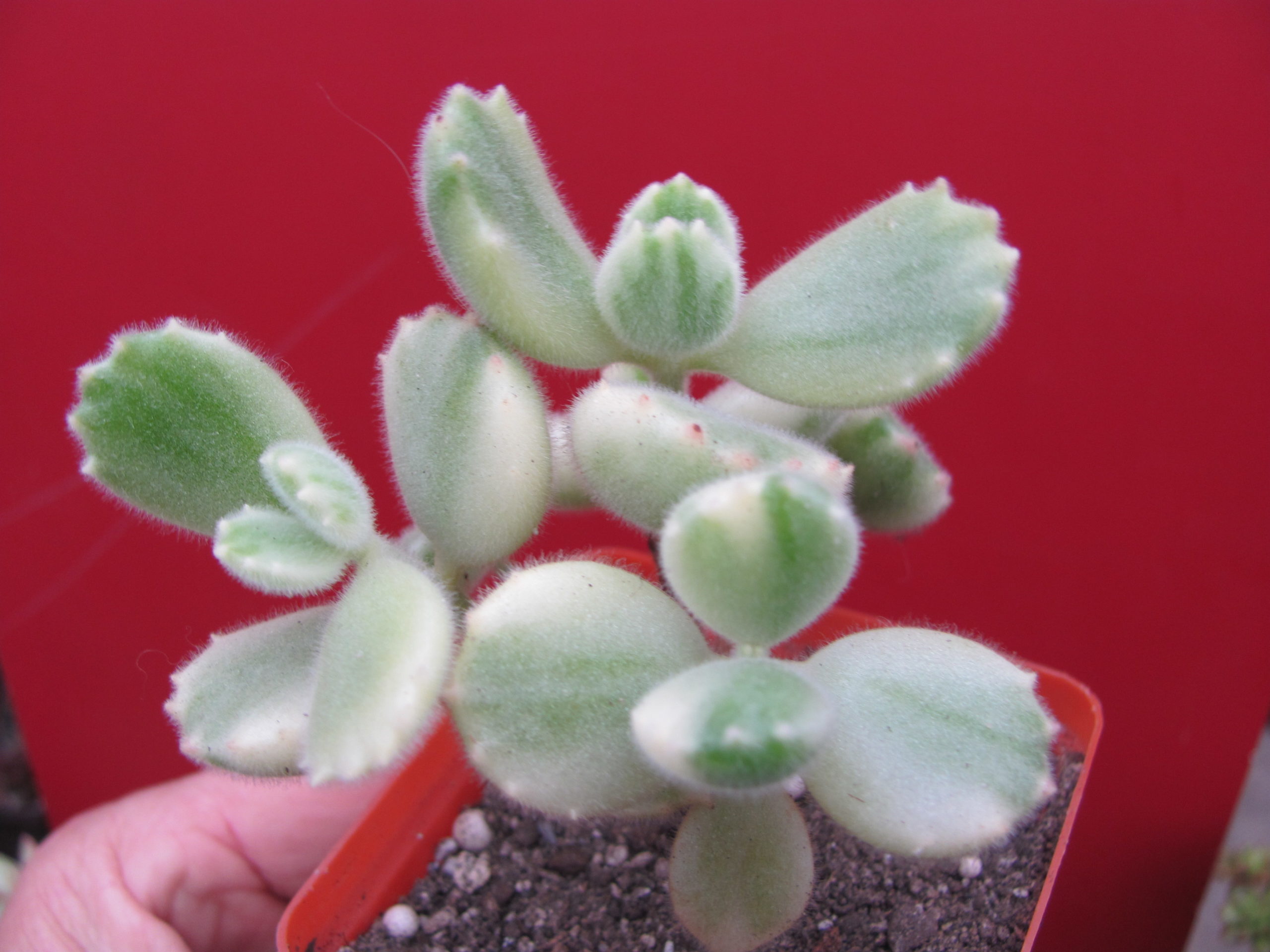 Cotyledon tomentosa variegata