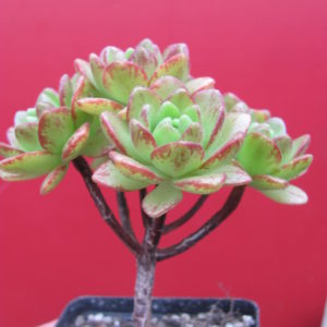 Aeonium sedifolium hybr.