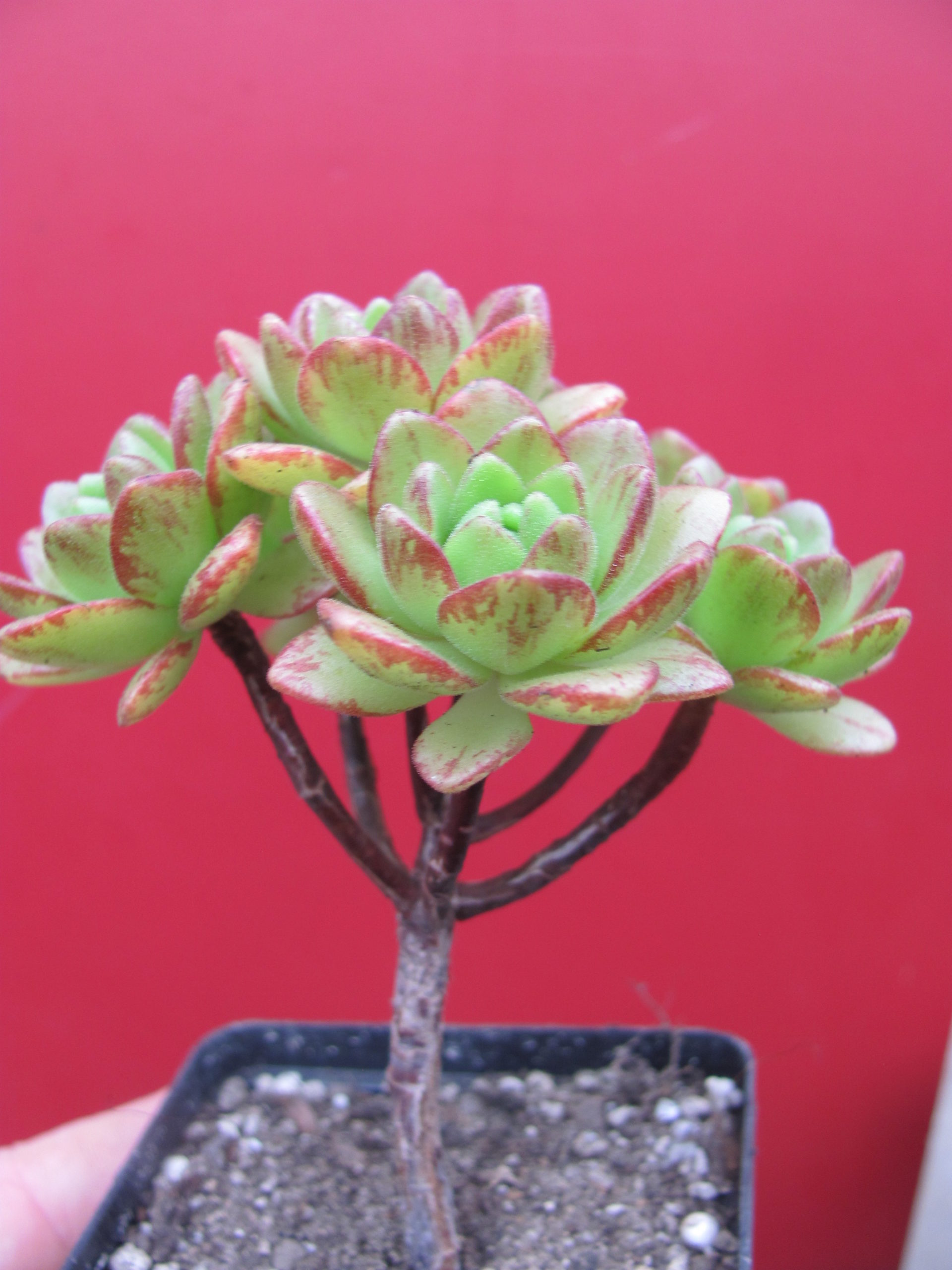 Aeonium sedifolium hybr.