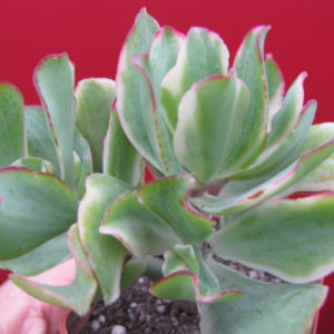 Crassula Blue Bird variegata