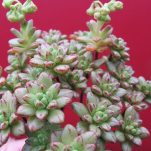 Aeonium sedifolium
