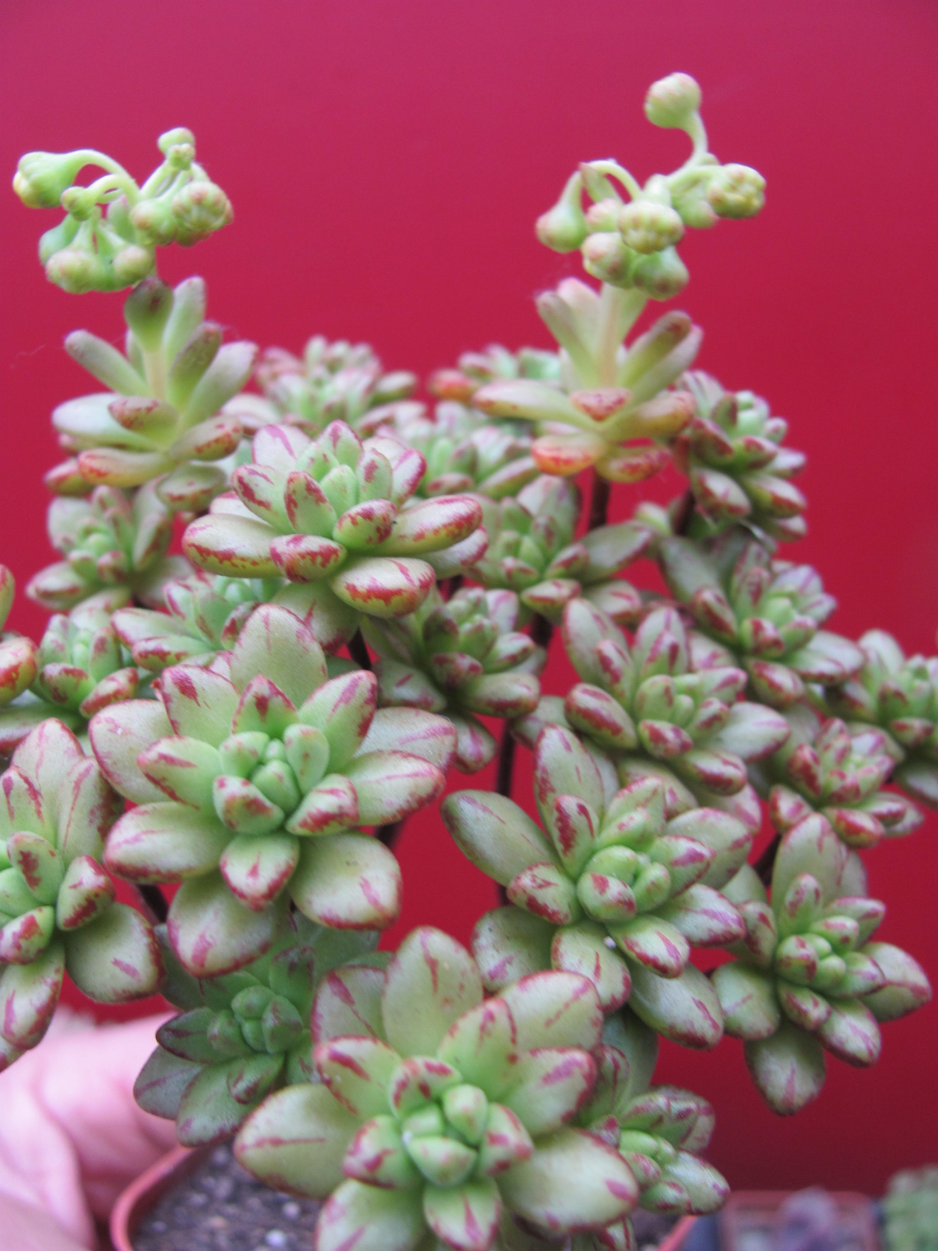 Aeonium sedifolium