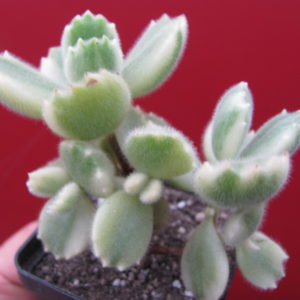 Cotyledon tomentosa variegata