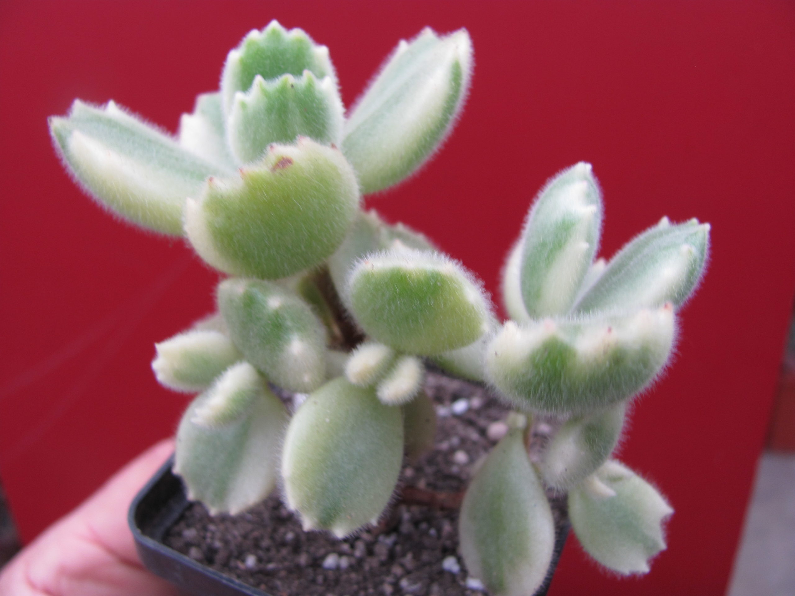 Cotyledon tomentosa variegata