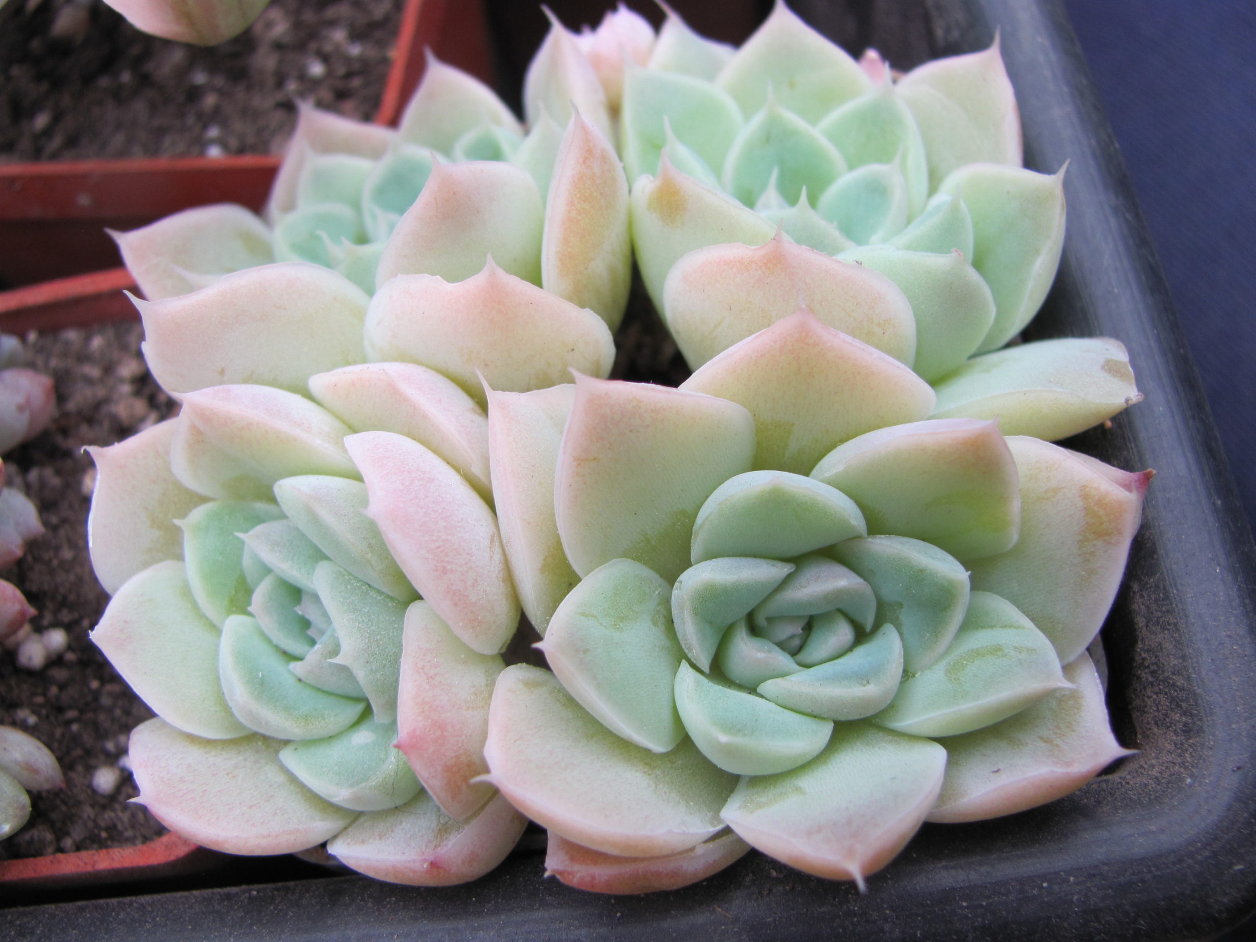 Echeveria  *Van Breen*