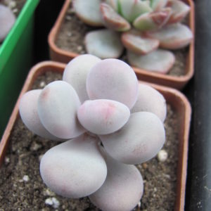 Pachyphytum  Pink