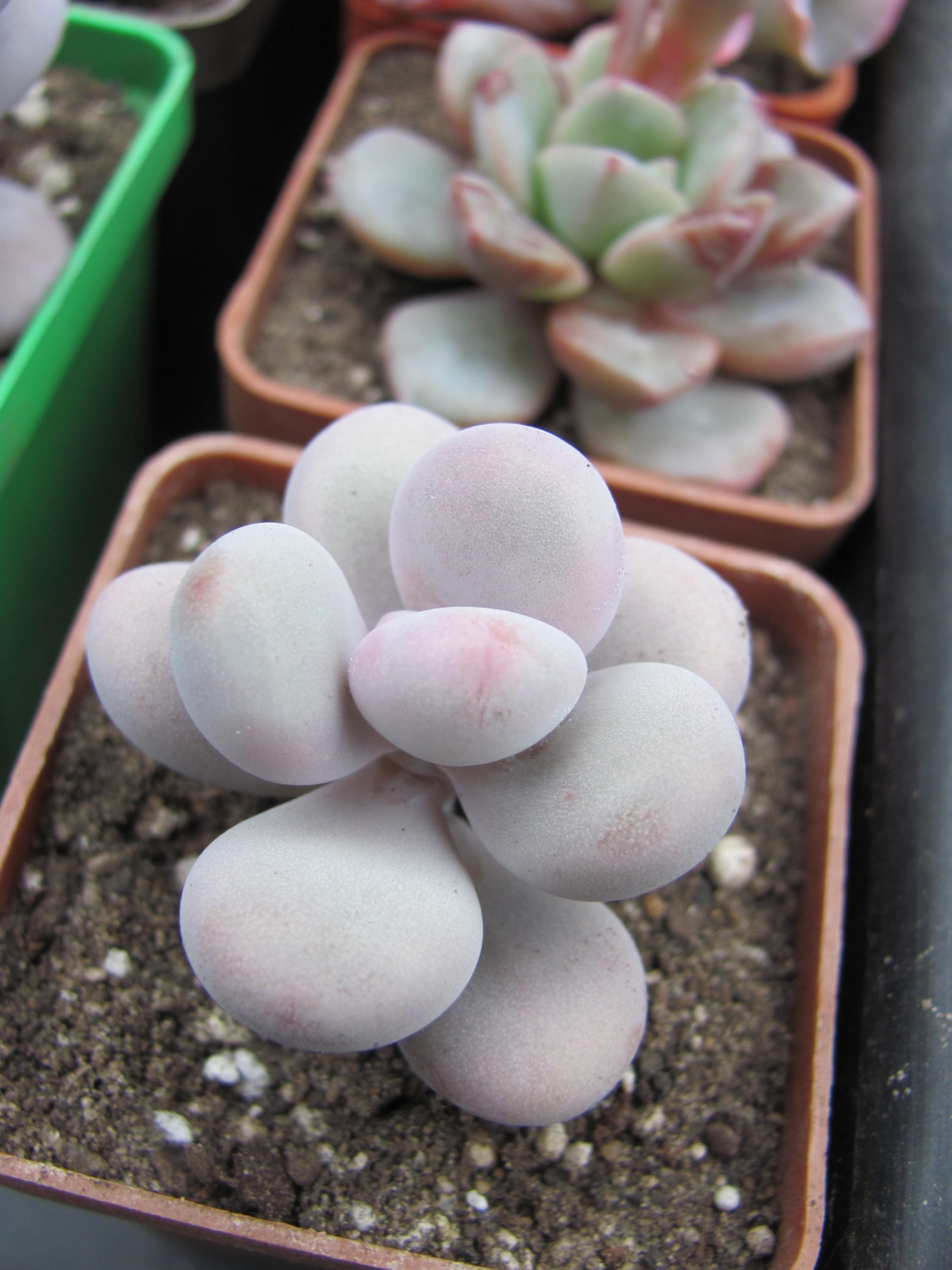 Pachyphytum  Pink