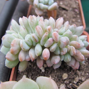 Echeveria glauca cristata