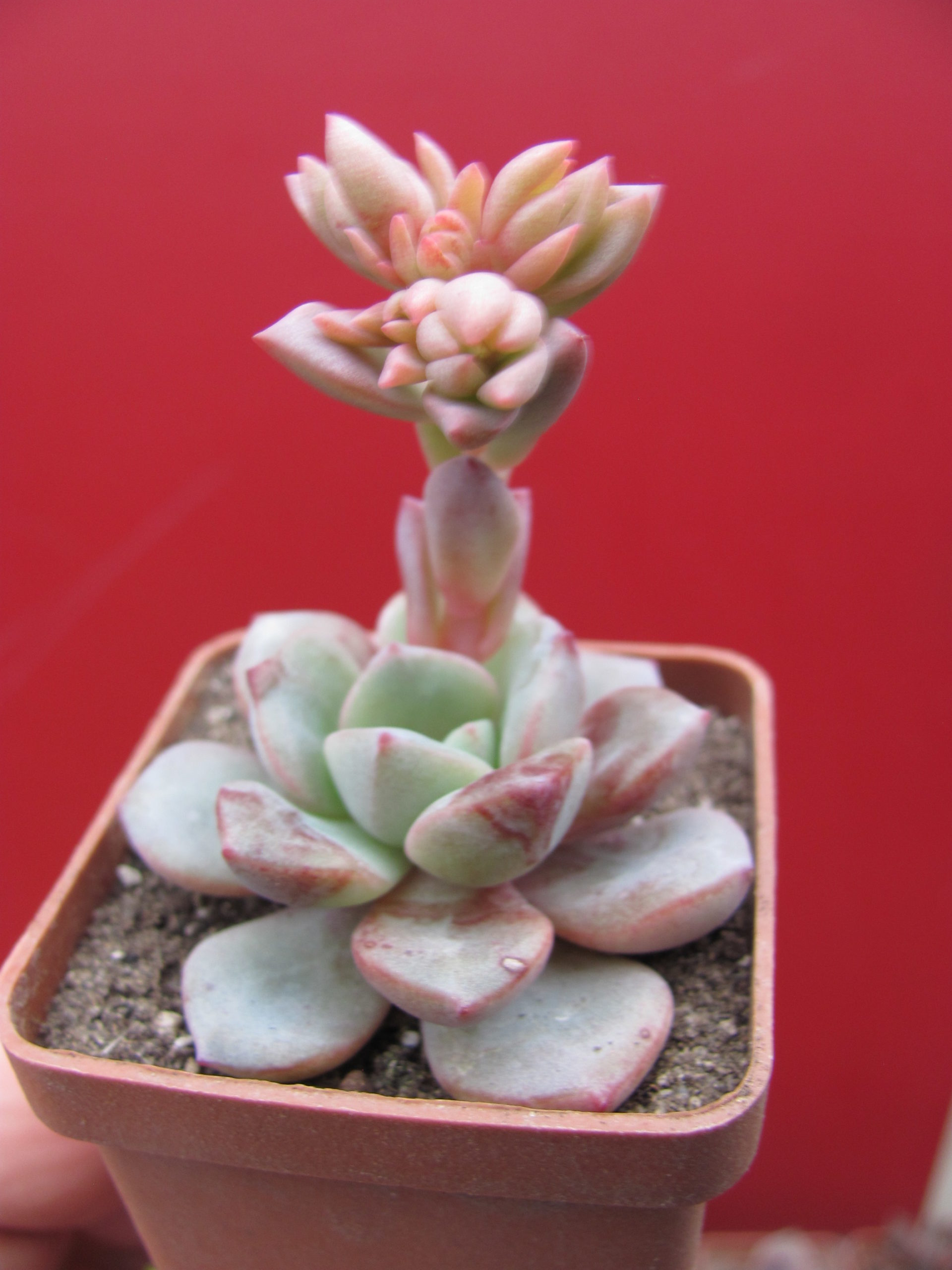 Echeveria *Jelly Jem *  hybr.