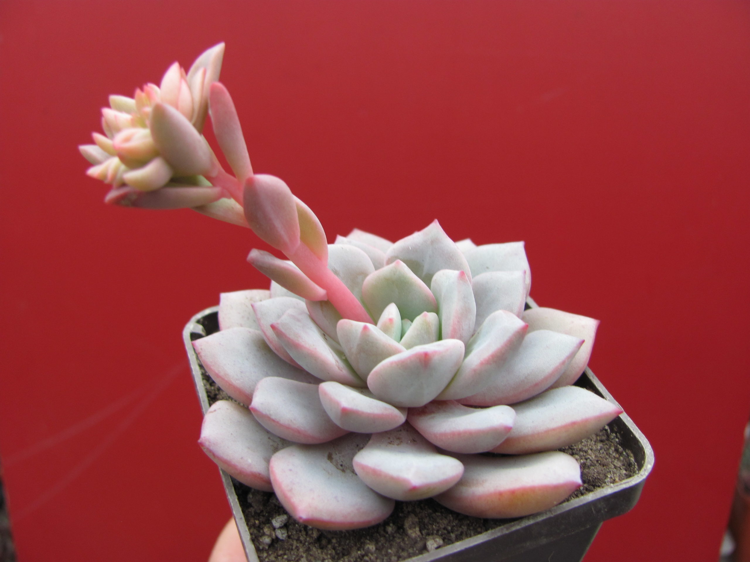 Echeveria  *Jelly Jem*