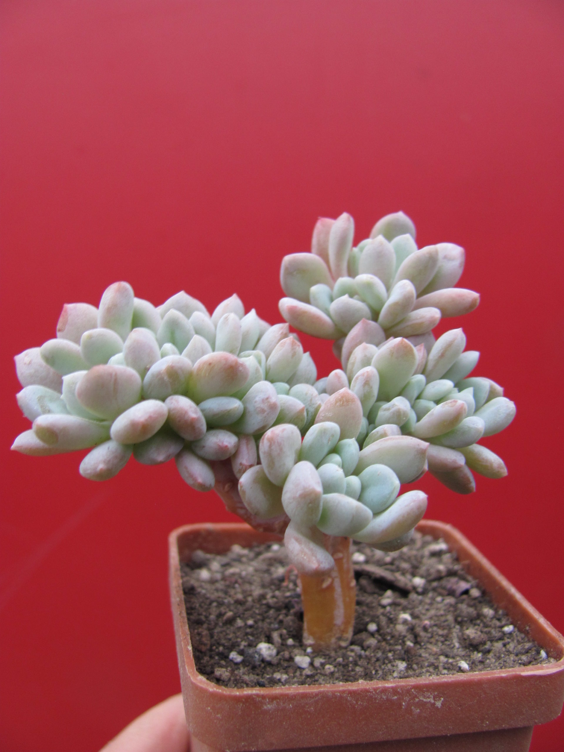 Echeveria glauca cristata