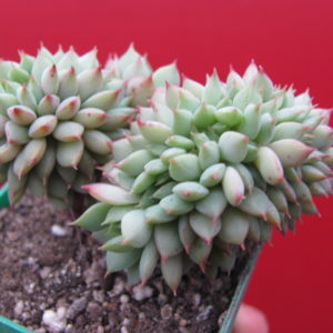 Echeveria Ramillete cristata