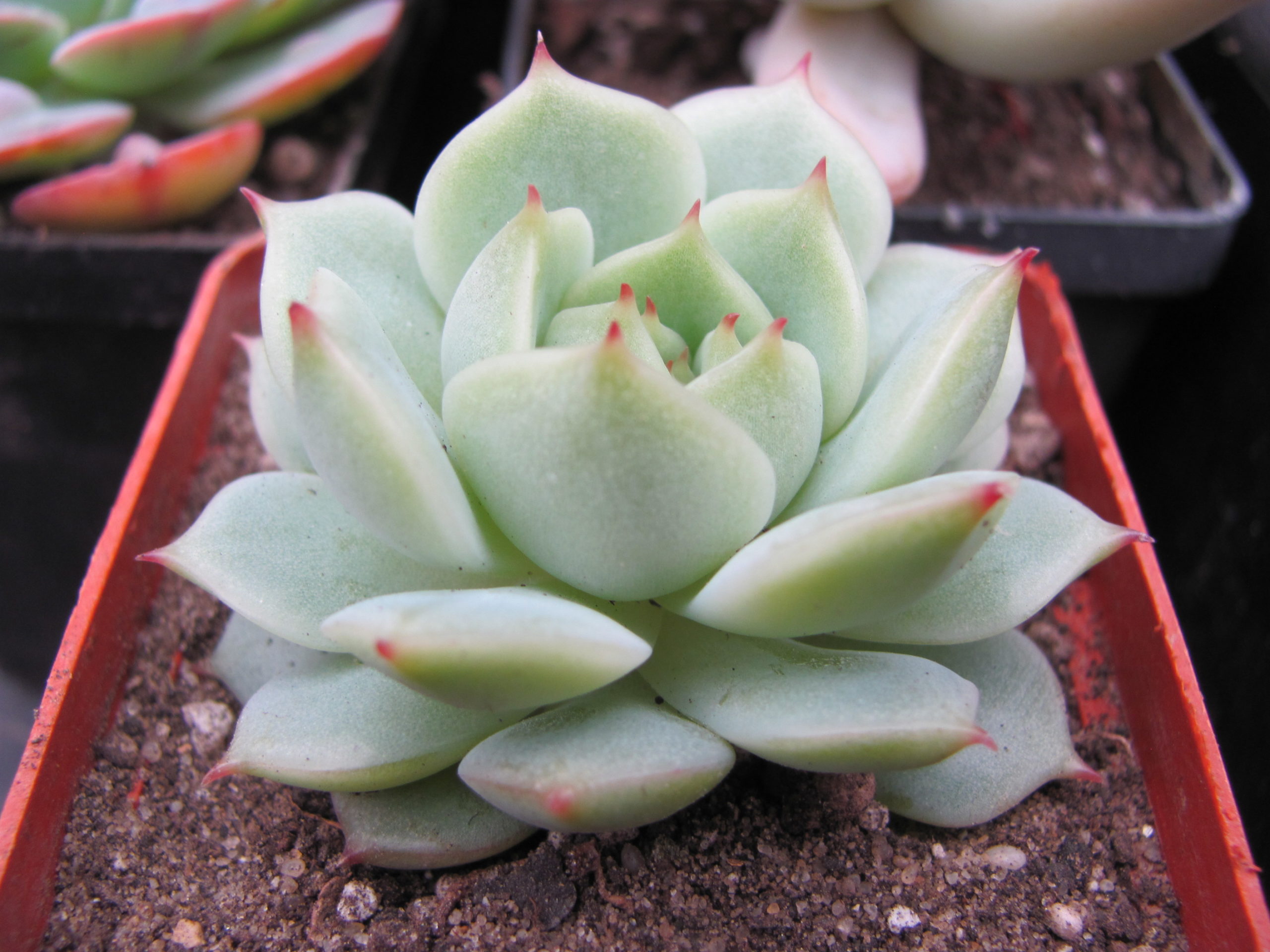 Echeveria hybr.