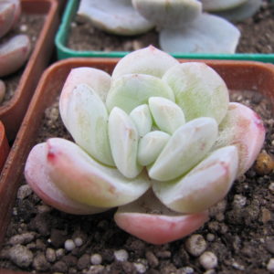 Echeveria  hybr.   #19
