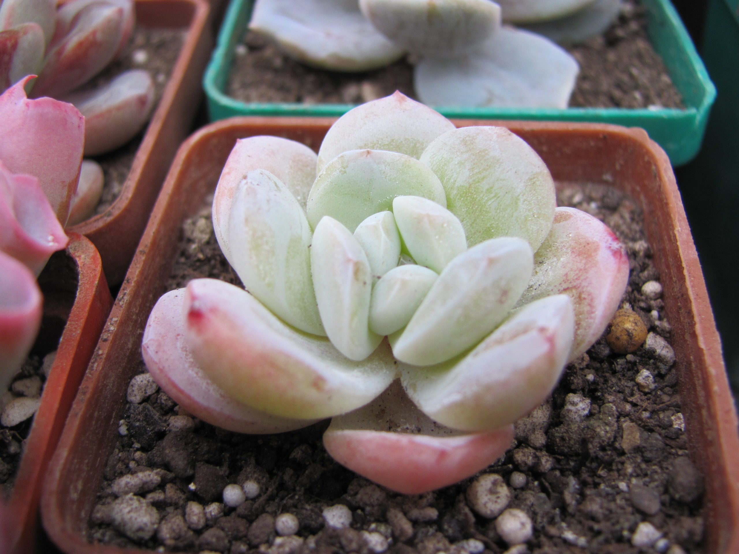 Echeveria  hybr.   #19