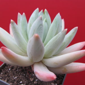 Echeveria hookeri