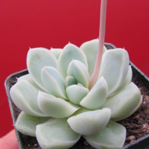 Echeveria albicans