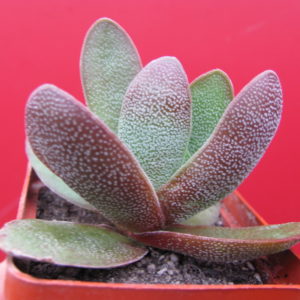 Crassula Cats Tonguae