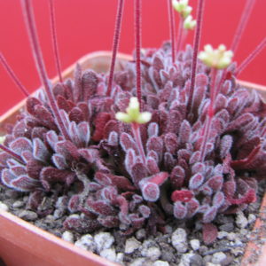 Crassula pubescens