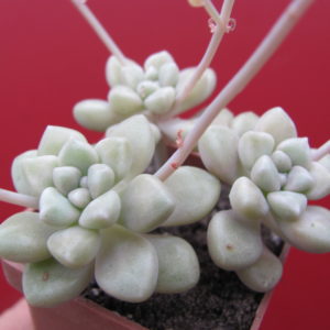 Sedum Mendosae