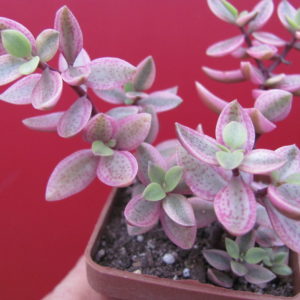 Crassula volkensii variegata