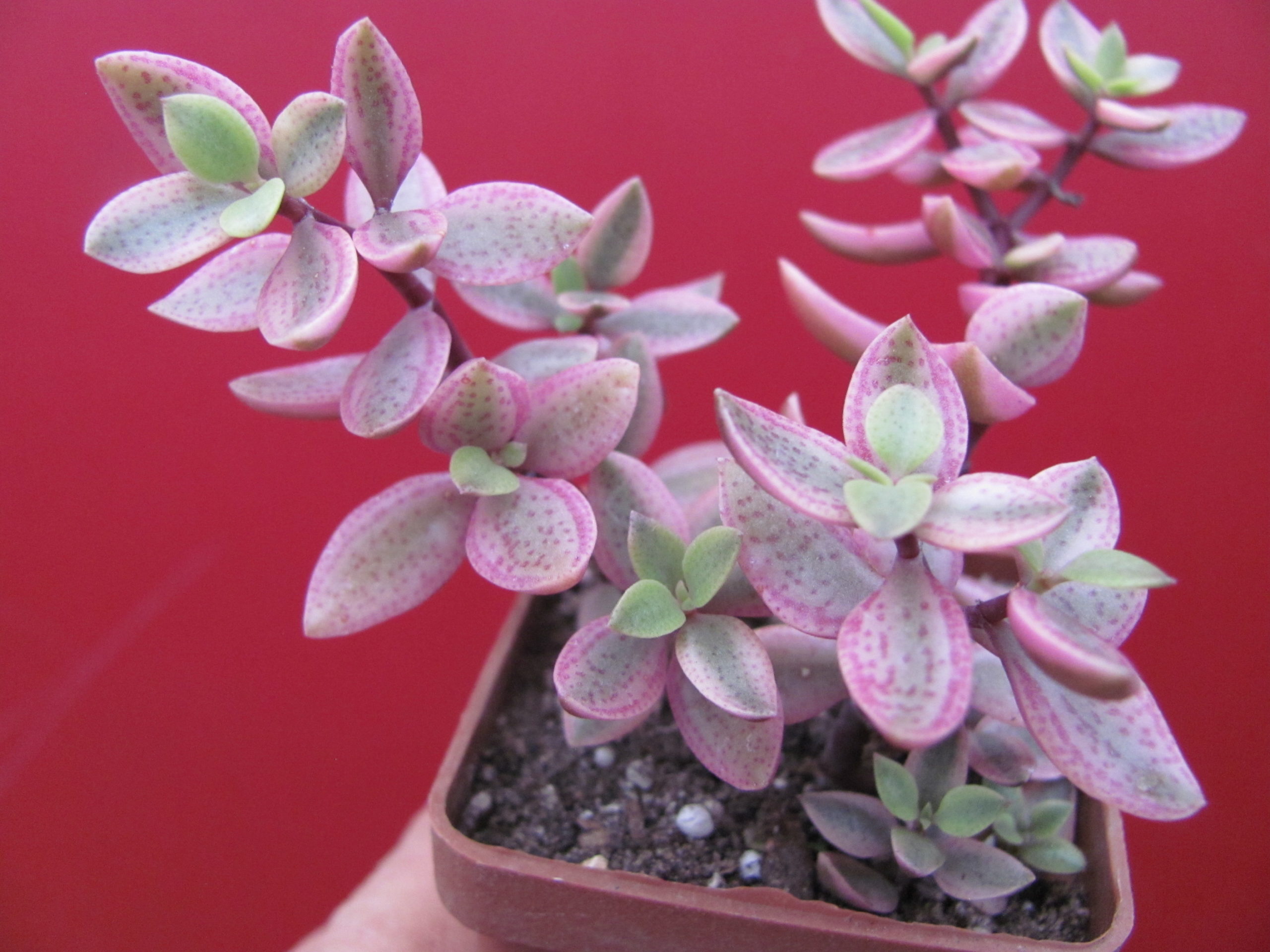 Crassula volkensii variegata