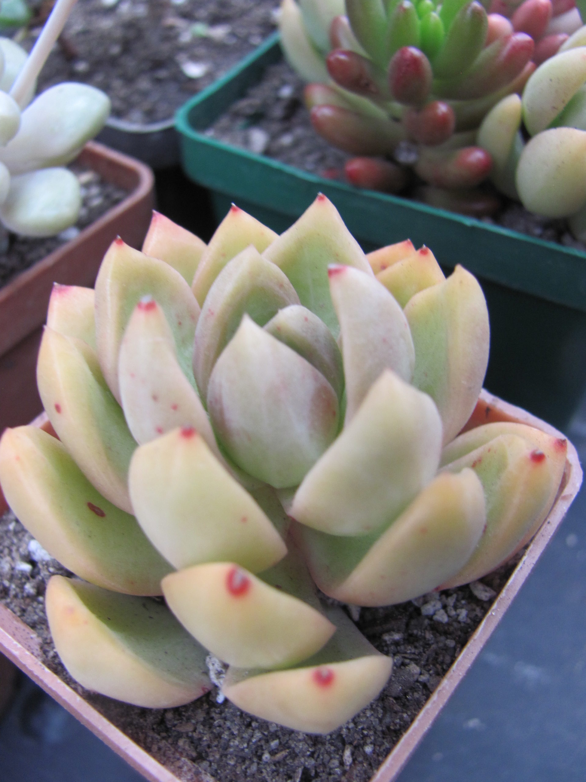 Sedum adolphi