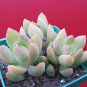 Sedum adolphi