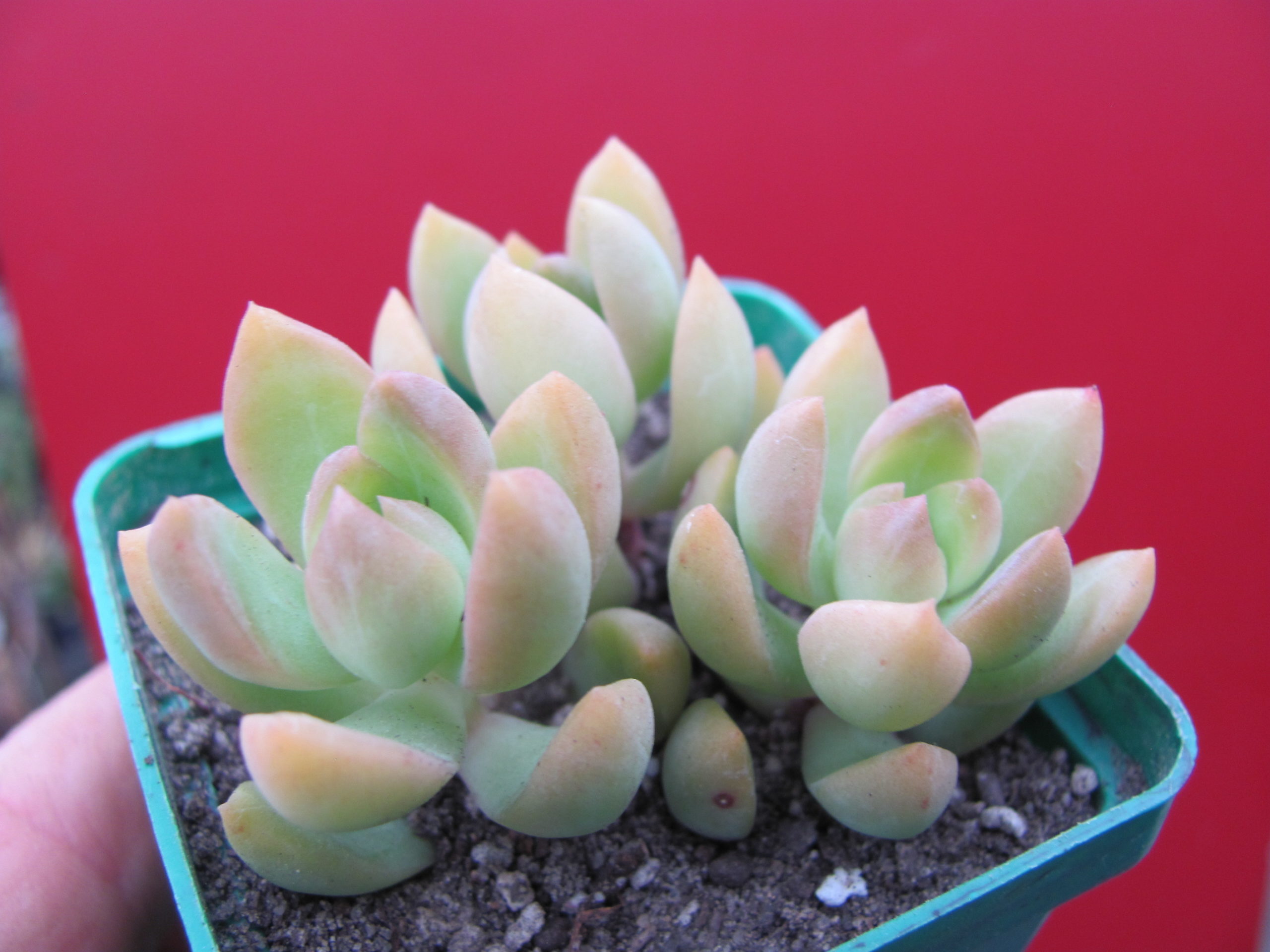 Sedum adolphi