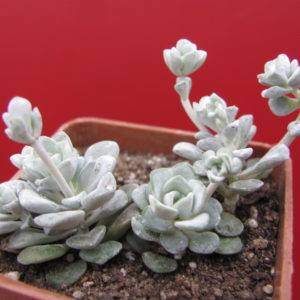 Sedum spathulifolium *Cape Blanco*
