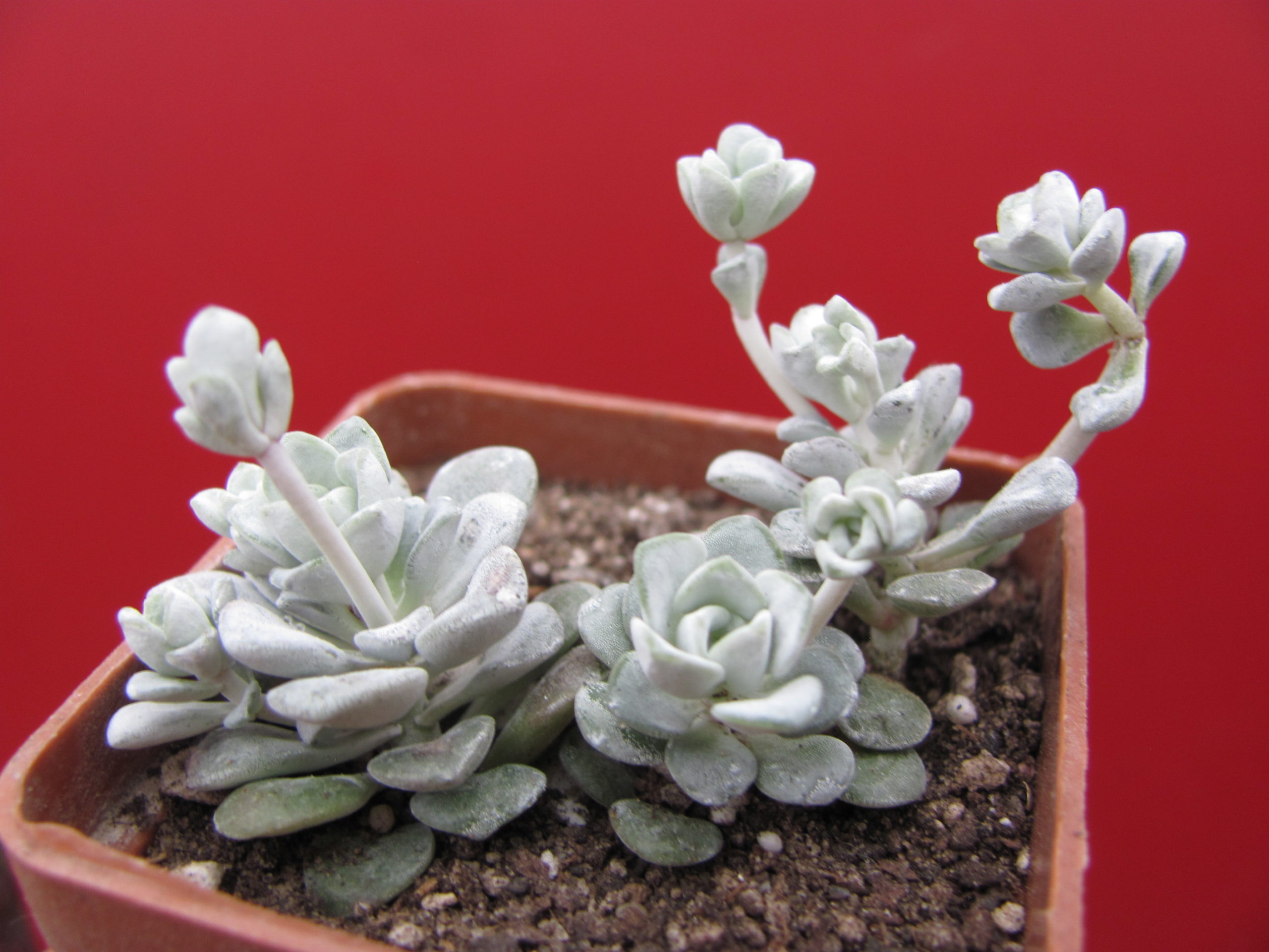 Sedum spathulifolium *Cape Blanco*