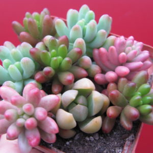 Sedum