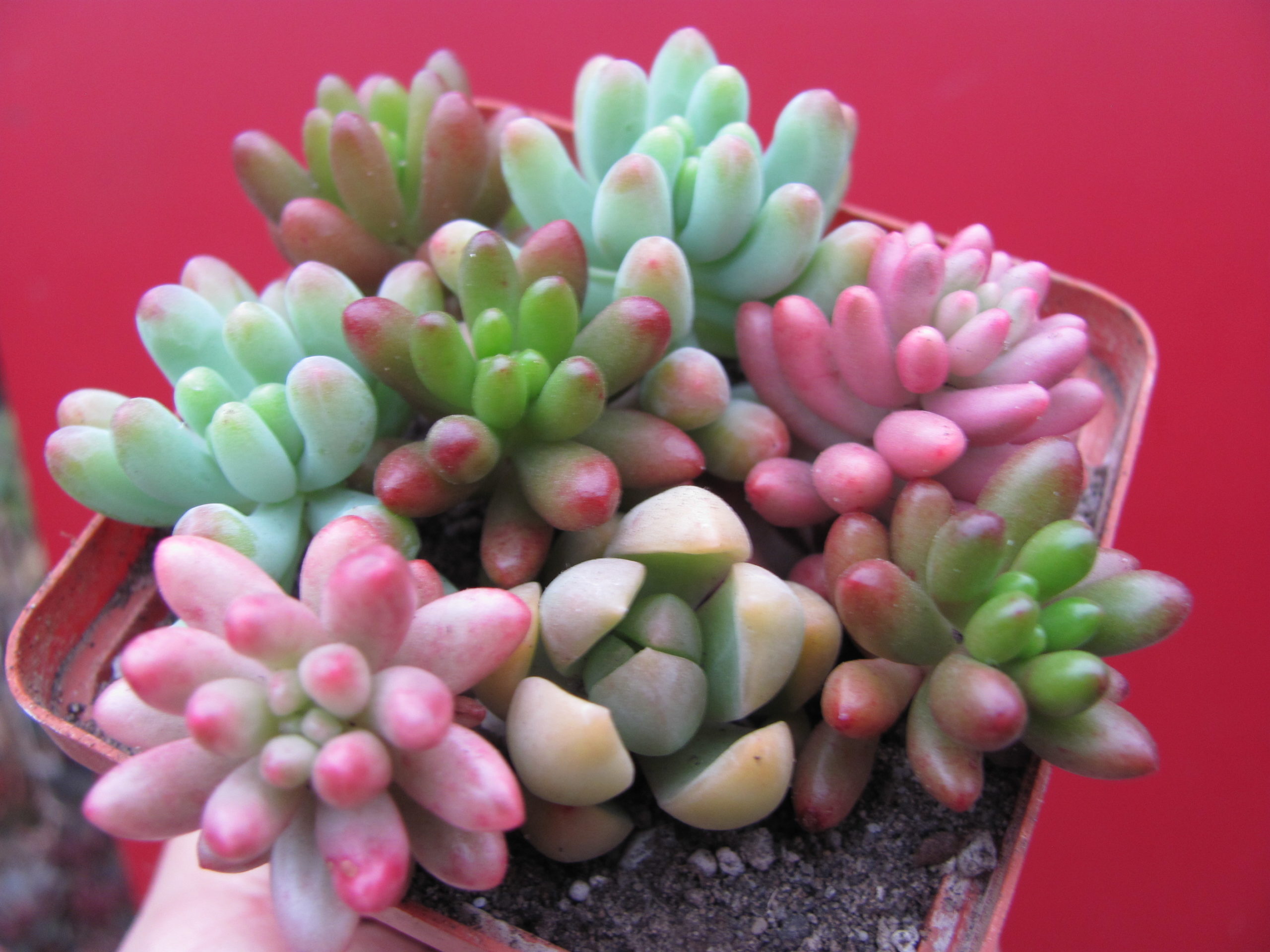 Sedum