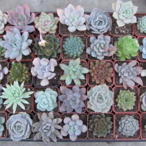 Echeveria   35 рослин разом по 60 гр.