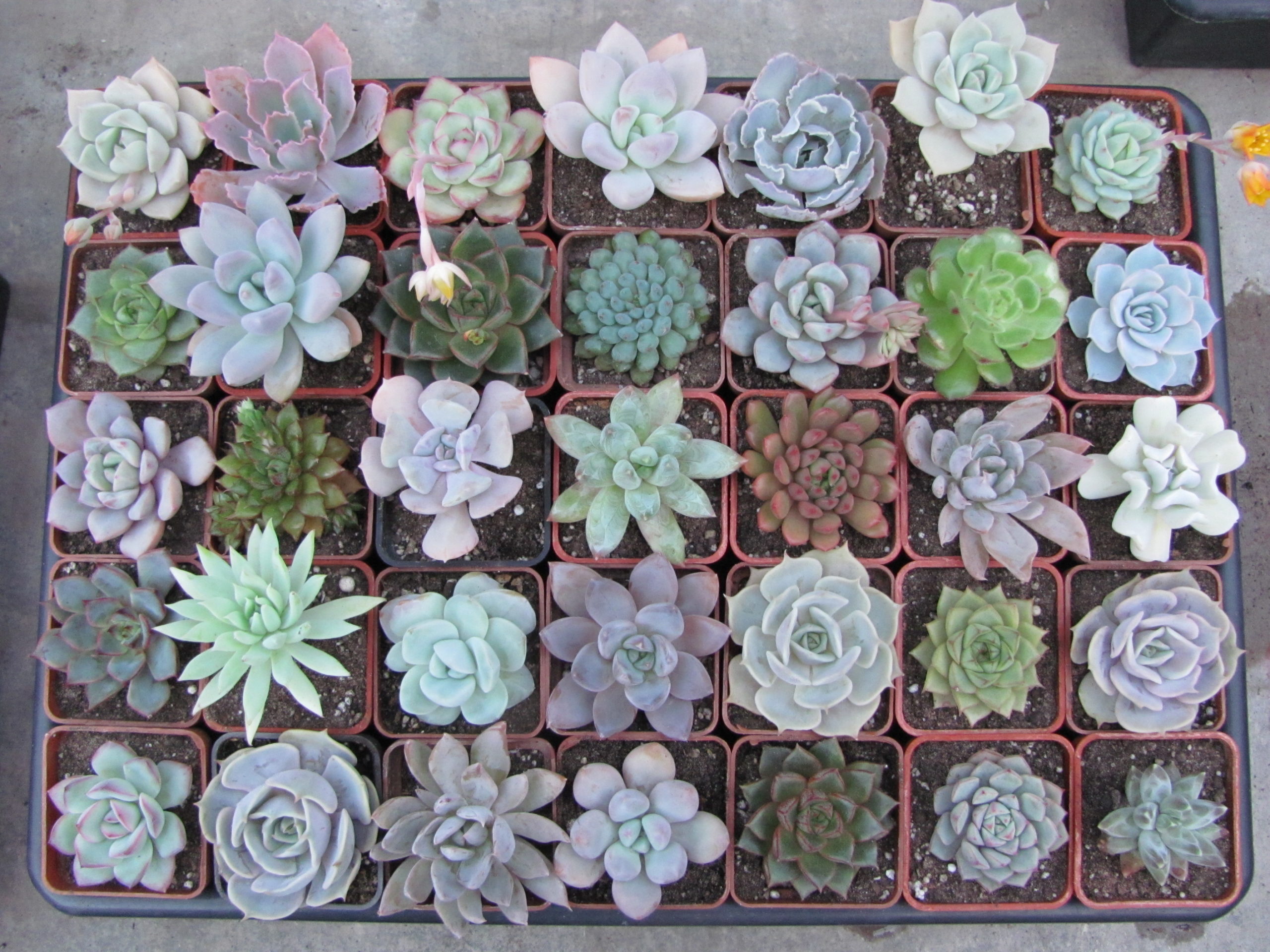 Echeveria   35 рослин разом по 60 гр.