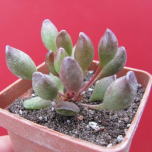 Adromischus  *Indian Clubs*