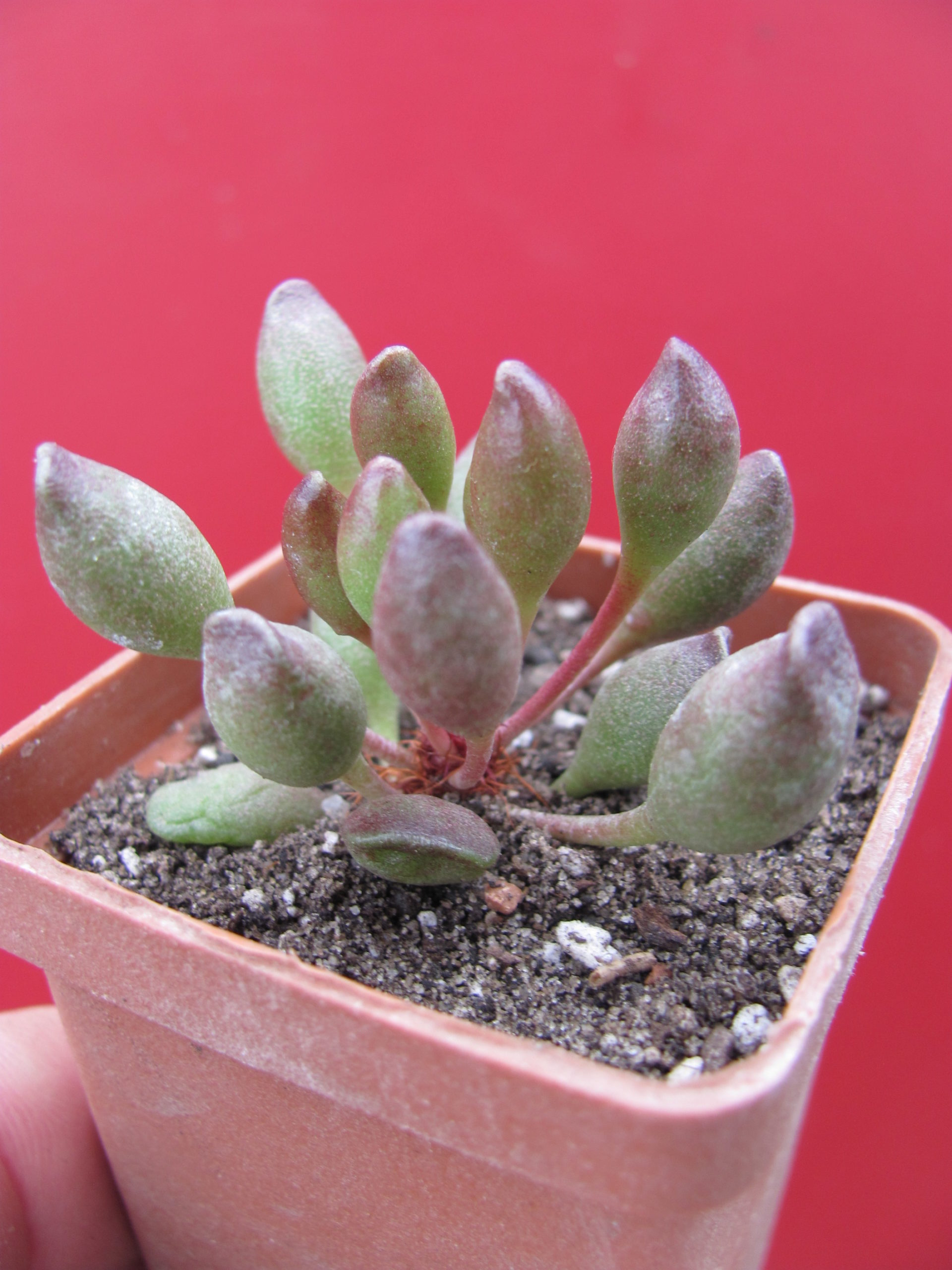 Adromischus  *Indian Clubs*
