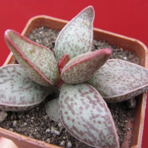 Echeveria   marianiae  Richtersveld