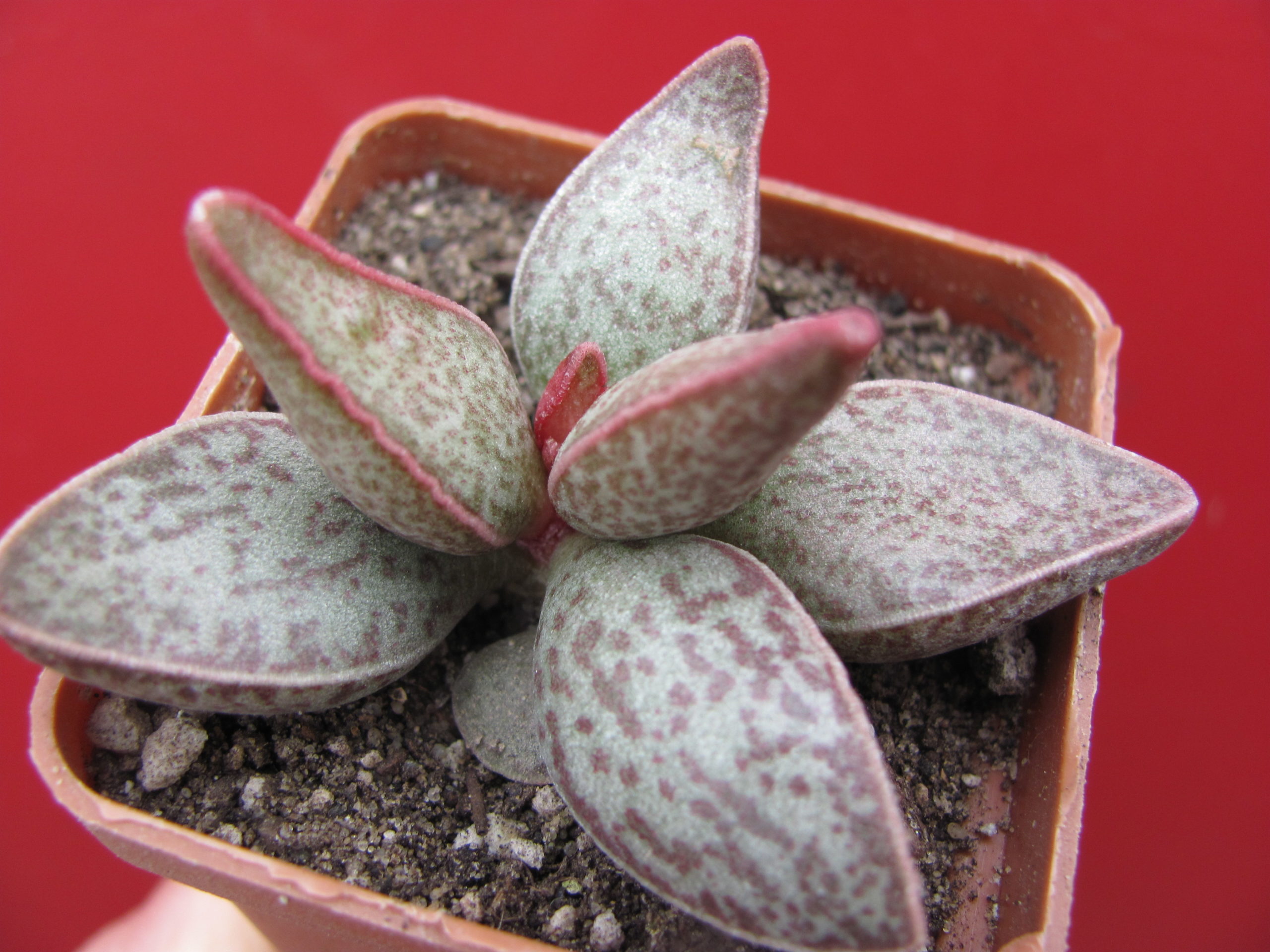 Echeveria   marianiae  Richtersveld