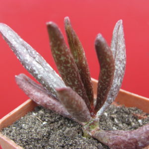 Adromischus  marianiae  Traaval
